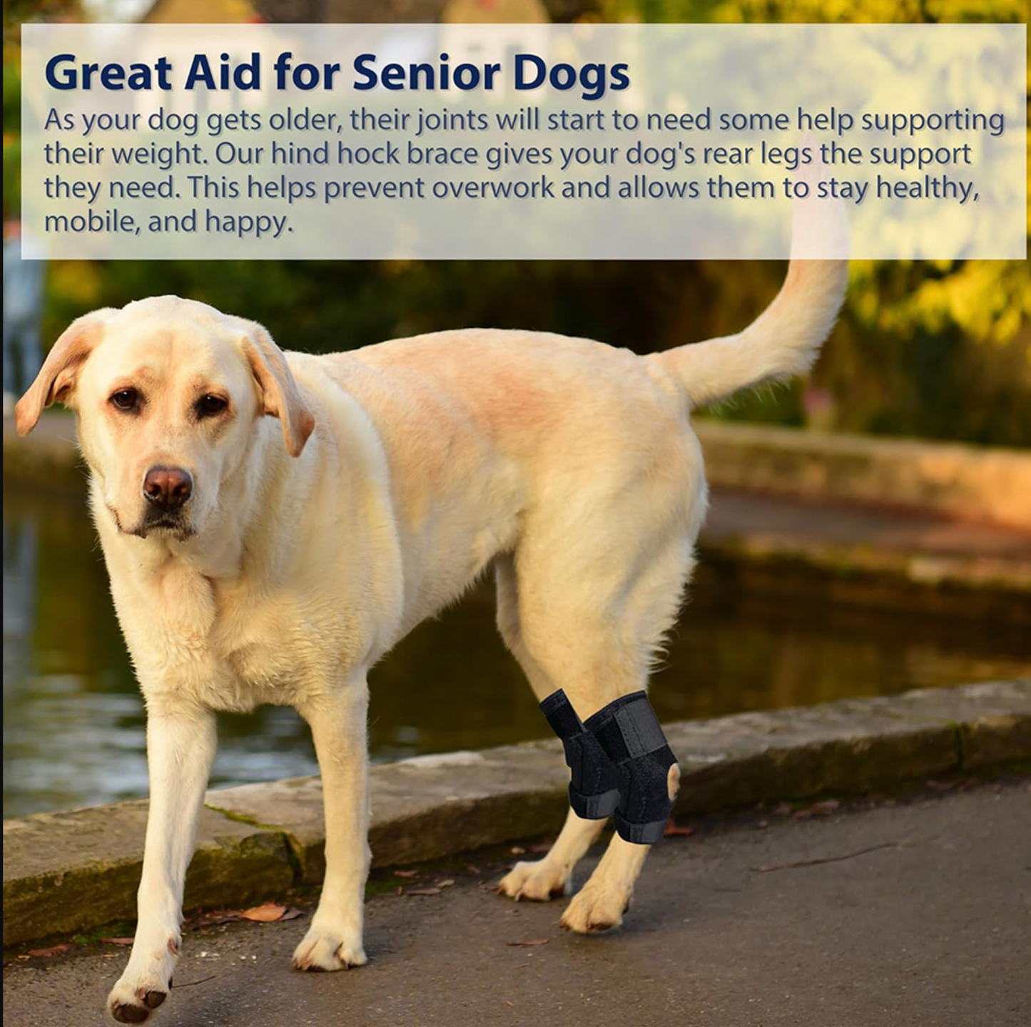 Dog Rear Leg Support Strap