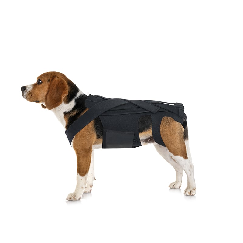 Canine Pain Relief Back Support for IVDD and Arthritis Recovery