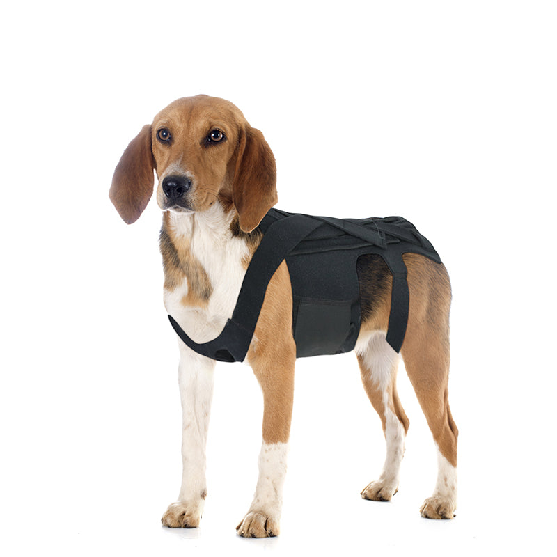 Canine Pain Relief Back Support for IVDD and Arthritis Recovery