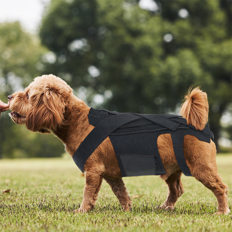 Canine Pain Relief Back Support for IVDD and Arthritis Recovery